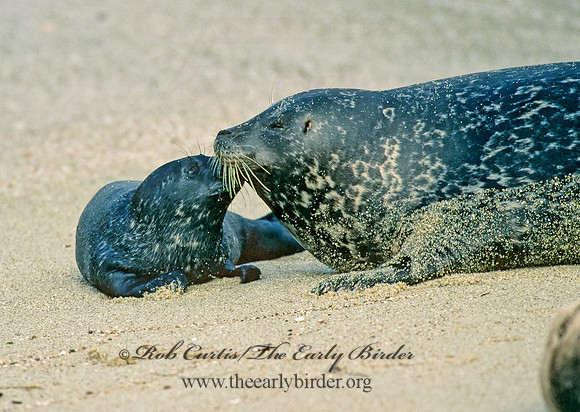 Phoca vitulina  HARBOR SEAL 124428z