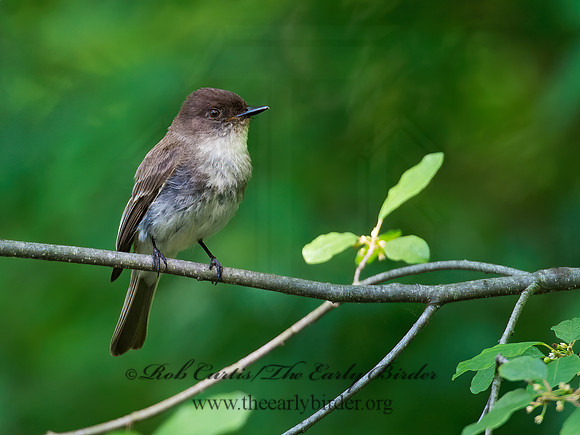 Sayornis phoebe  EASTERN PHOEBE 9012591z