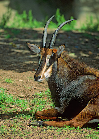 Hippotragus niger  SABLE ANTELOPE 79803 z