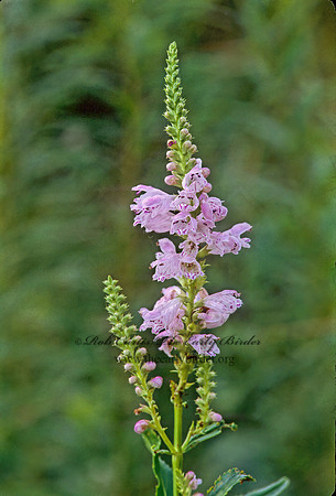 Physostegia virginiana  OBEDIENT PLANT 269401z