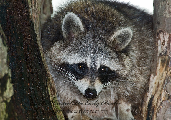 Procyon lotor  RACCOON 6005447 z