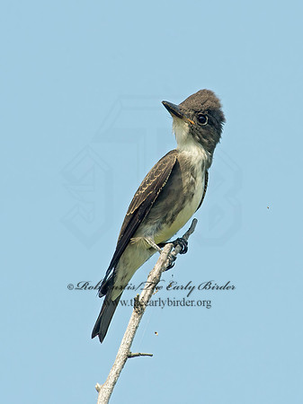 Contopus cooperi  OLIVE-SIDED FLYCATCHER 9003962z