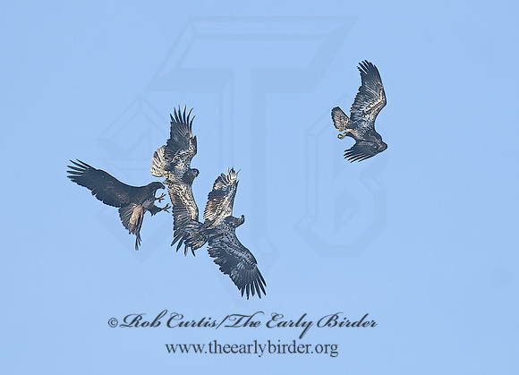 Haliaeetus leucocephalus  BALD EAGLE 7013976z