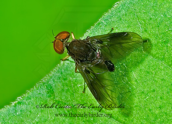 Chrysopilus quadratus  SNIPE FLY 4003002z