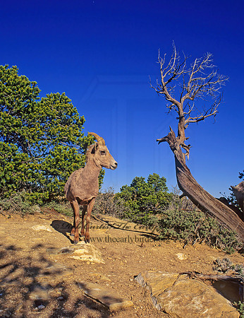 Ovis canadensis  BIGHORN SHEEP 121003z