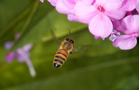 Apis mellifera WESTERN HONEYBEE 5012214z