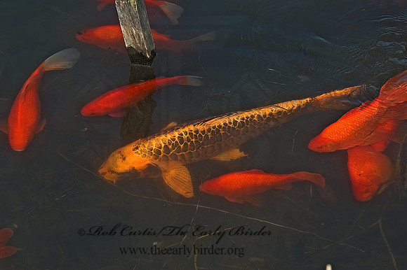 Cyprinus carpio  KOI 5004833z