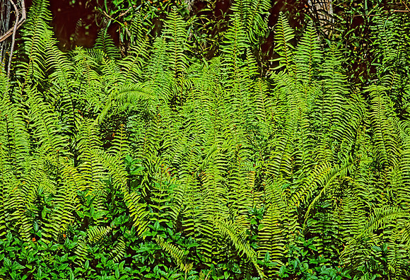 Nephrolepis exalta -SWORD FERN 260637z