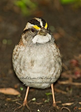 Zonotrichia albicollis  WHITE-THROATED SPARROW 4000017 z