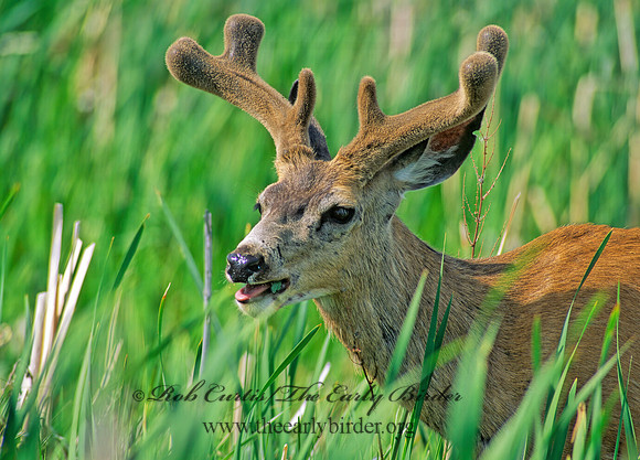 Odocoileus hemionus columbianus  COLUMBIAN BLACK-TAILED DEER 152420z