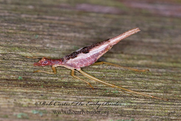Neoxabea bipunctata  2-SPOTTED TREE CRICKET 6010850z