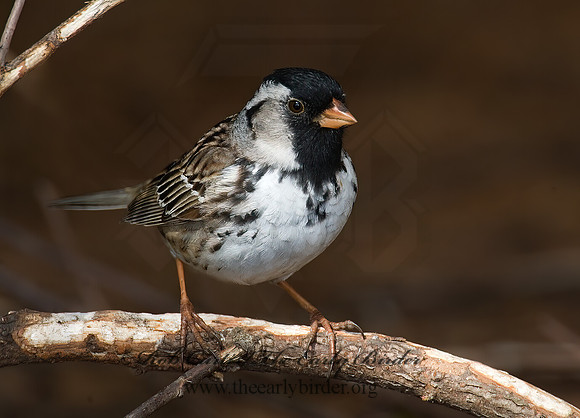 Zonotrichia querula  HARRIS'S SPARROW 8003094z