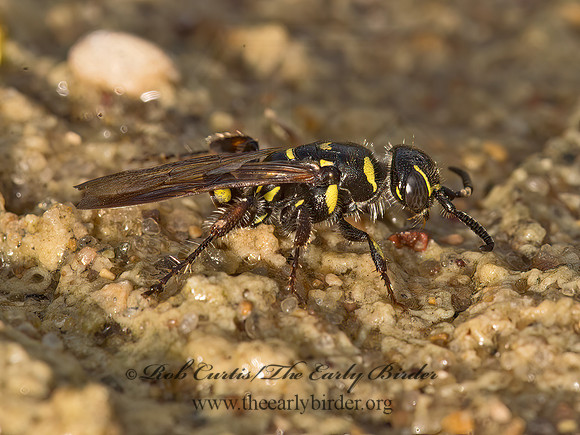 Myzinum maculatum  THYNNID WASP 9047773z