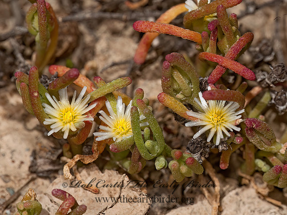 Mesembryanthemum nodiflorum  SLENDER ICEPLANT 8036146z