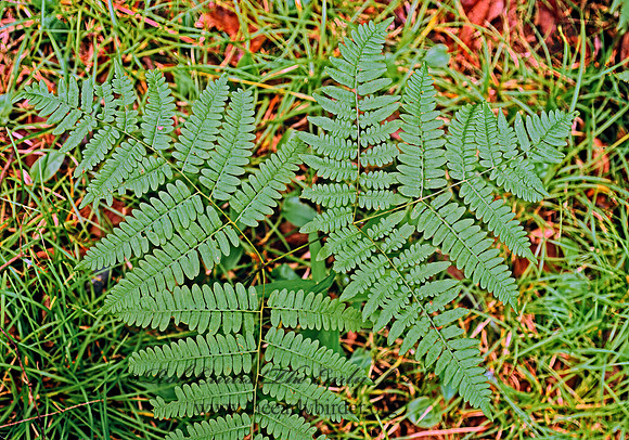Pteridium aquilinum  BRACKEN FERN 208214z