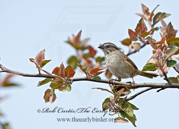 Melospiza georgiana  SWAMP SPARROW 9042970z