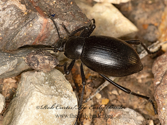 Eleodes spinipes macrura  DESERT STINK BEETLE 3038295z