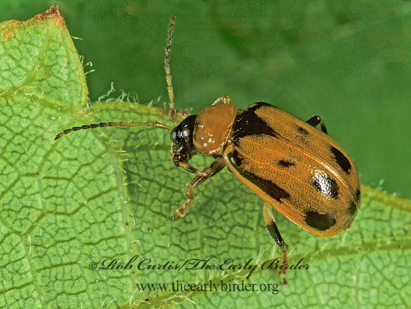Cerotoma trifurcata 1111033z