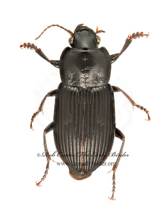 Anisodactylus harrisii 9020418i~z