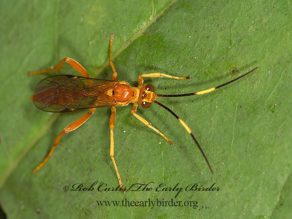 Ichneumonidae  ORANGE ICHNEUMON 9041348z