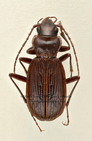 Nebria coloradensis 9017362z