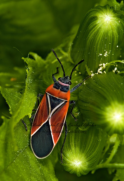 Neacoryphus bicrurcis  WHITE-CROSSED SEED BUG 5013493z