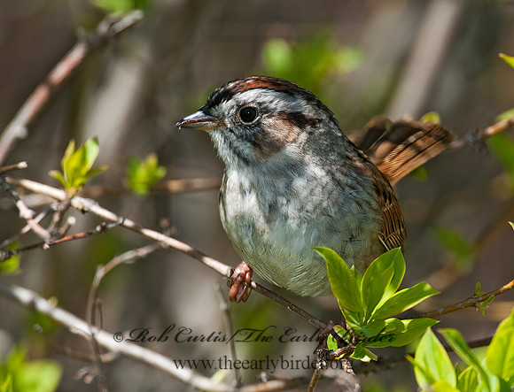 Melospiza georgiana  SWAMP SPARROW 3007259z