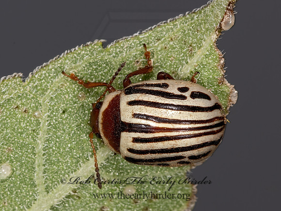 Zygogramma exclamationis  SUNFLOWER BEETLE 3023389z