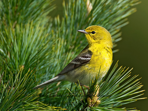 Setophaga pinus  PINE WARBLER 9000256 z