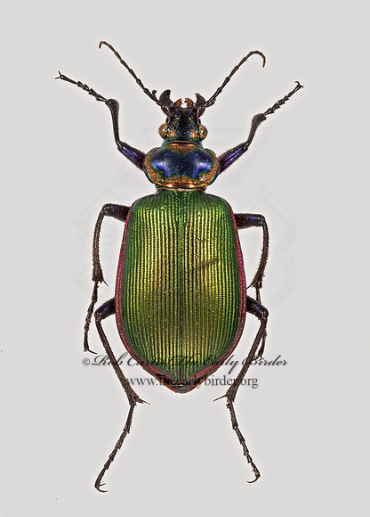 Calosoma scrutator 9015874z