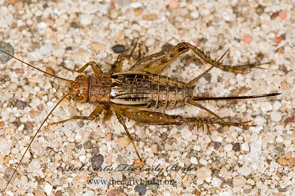 Allonemobius fasciatus STRIPED GROUND CRICKET  8008222 z