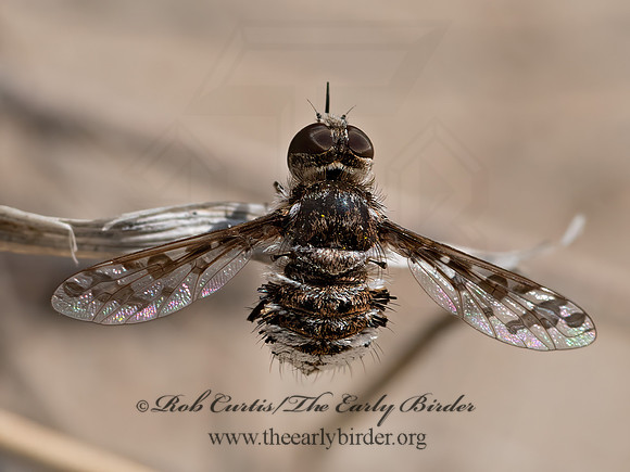 Lepidanthrax  BEE FLY 3025052z
