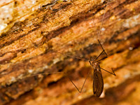 Dolichopeza sp  CRANE FLY 8014769z