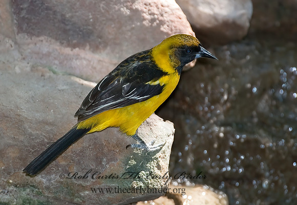 Icterus cucullatus  HOODED ORIOLE 7005676z
