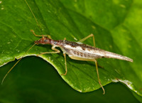 Neoxabea bipunctata  2-SPOTTED TREE CRICKET 5000840z