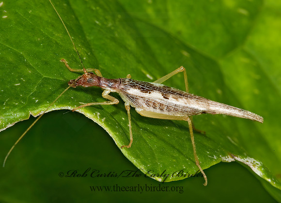 Neoxabea bipunctata  2-SPOTTED TREE CRICKET 5000840z