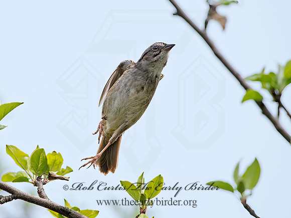 Melospiza georgiana  SWAMP SPARROW 9042939z