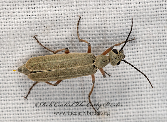 Epicauta hirsutipubescens  PALE STRIPED BLISTER BEETLE 3038923z