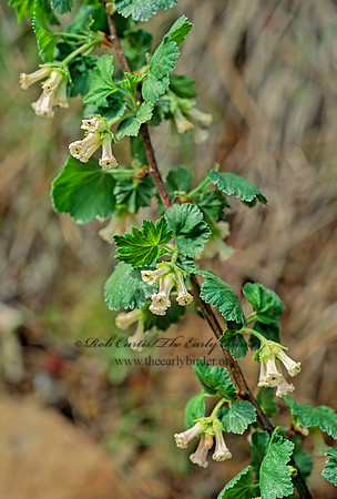 Heuchera cylindrica  ROUNDLEAF HEUCHERA 144709z