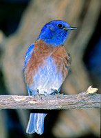 Sialia mexicana WESTERN BLUEBIRD 93331z