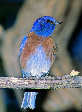 Sialia mexicana  WESTERN BLUEBIRD 93331z