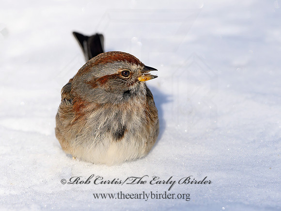 Spizelloides arborea  AMERICAN TREE SPARROW  1300822z