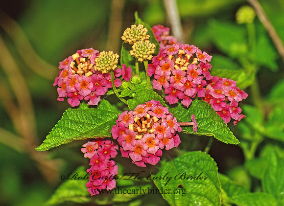 Lantana camara  WEST INDIAN LANTANA 22200z