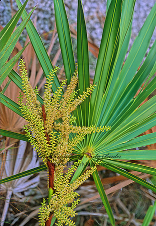 Sabal palmetto  CABBAGE PALMETTO 248424z
