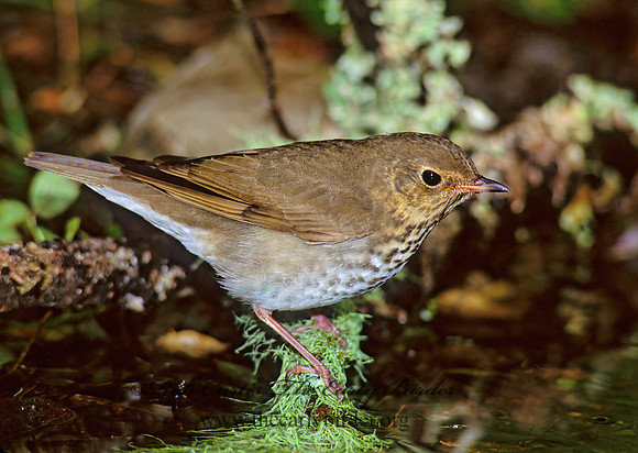 Catharus ustulatus  SWAINSON'S THRUSH 185714z