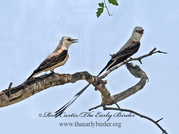 Tyrannus forficatus  SCISSOR-TAILED FLYCATCHER 6040400z