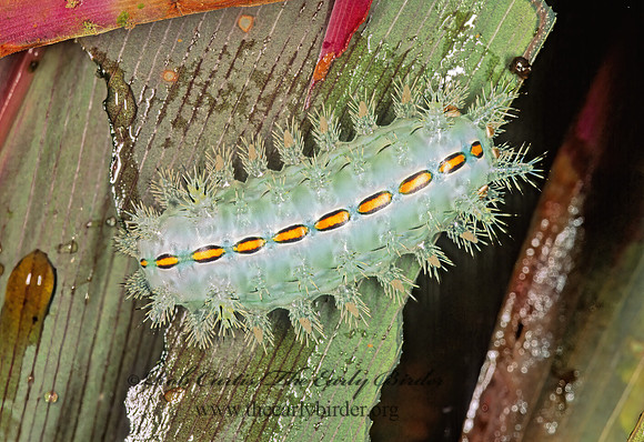 Euclea plugma complex SLUG CATERPILLAR MOTH 194931z