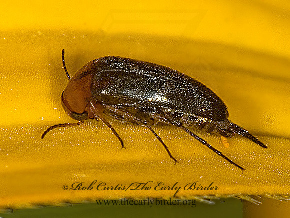 Mordellistena cervicalis 5000283~z