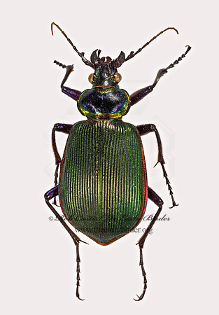 Calosoma scrutator 9015873z