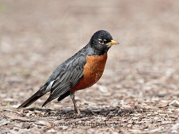 Turdus migratorius  AMERICAN ROBIN 8035310z